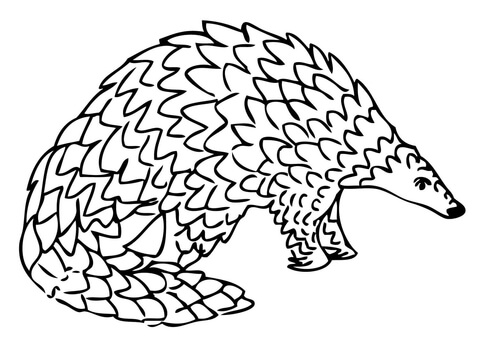 Giant Pangolin Coloring Page